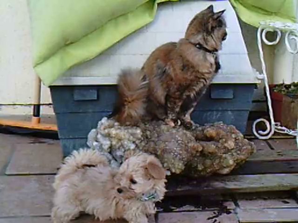 Bichon Havanais des nichées de Riopse Izzadora 19.01.14