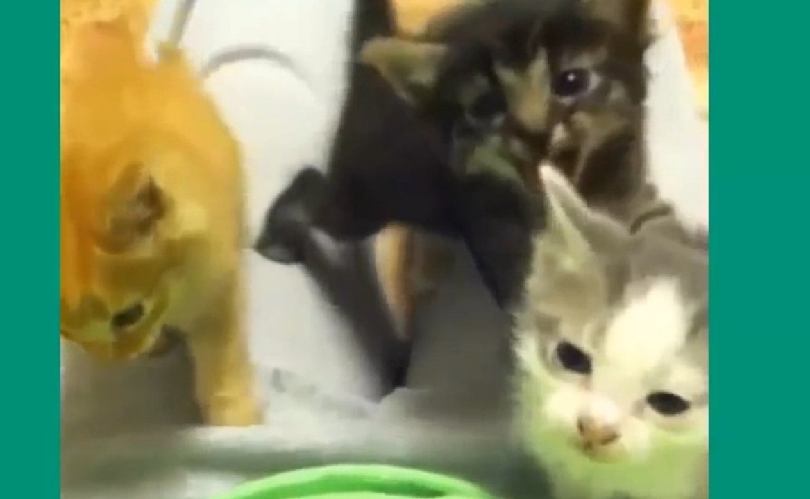 Drôles, Méchants, Mignons, Câlins, Joueurs.. Chats sur Vine !!