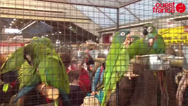Foire aux oiseaux de Pontivy : la grande foule