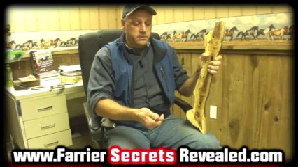 Equine Vet Salem VA Discusses Onion Horse Shoes