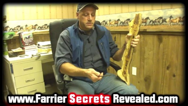 Equine Vet Salem VA Discusses Onion Horse Shoes