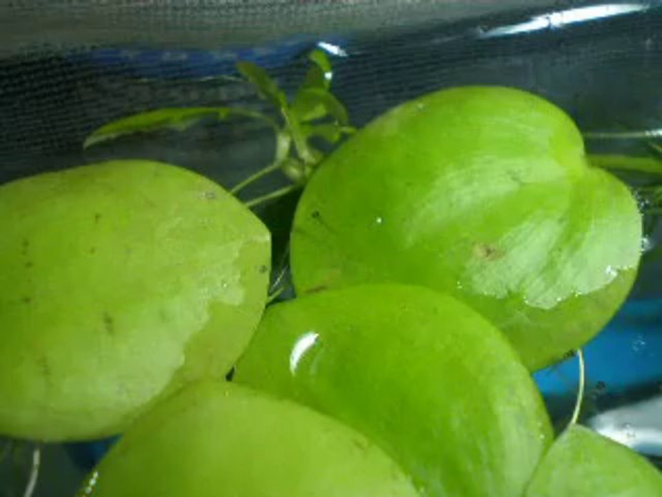 alevin gold honey dwarf gourami jours 3