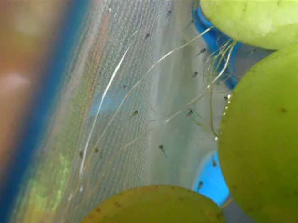 alevin gold honey dwarf gourami jours 4