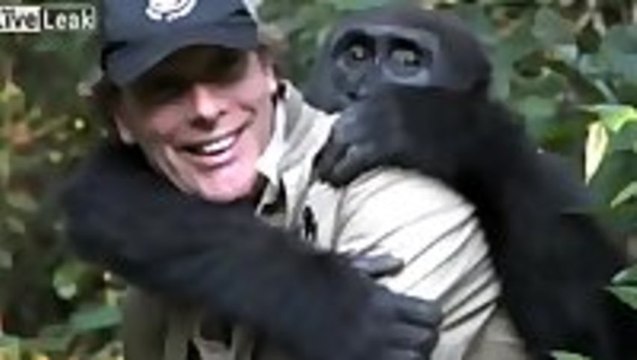 Gorilla reunited with the man that saved him