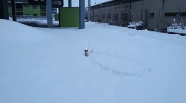 When 18 Inches Of Dog Meets 24 Inches Of Snow