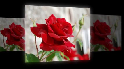 L'Important C'est La Rose - Dang (PP720)