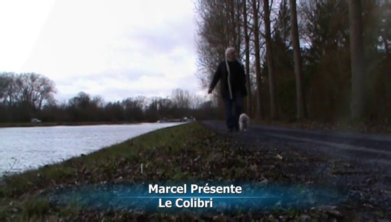 Le Colibri