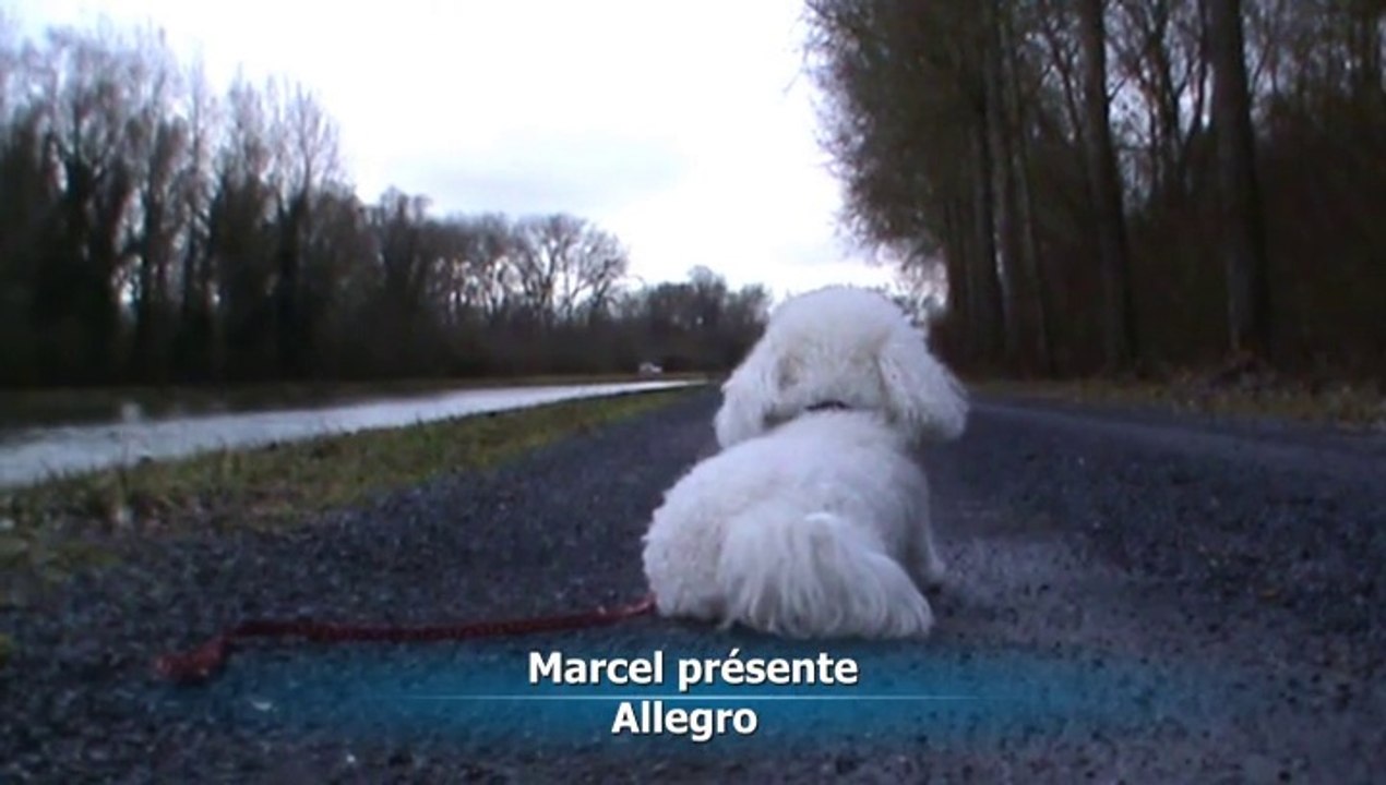 Allegro
