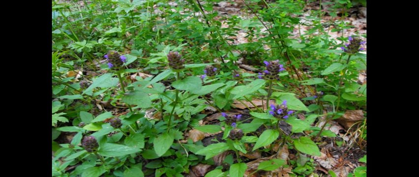 cilekli koyu slayt said kose