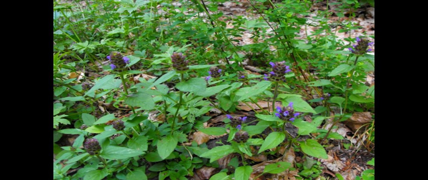 cilekli koyu slayt said kose