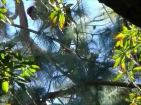 CHAIN SAW! Why High Wire Tree Trimmers Can't Get Life Insurance