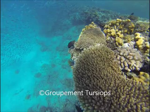 Stage Immersion avec les dauphins - Décembre 2013 Hurghada
