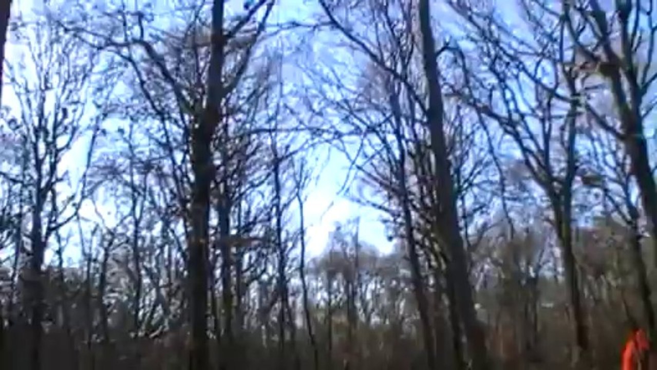 19 janv 14 arrêt Easy bécasse sur la feuille. Tuée Alain.