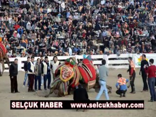 32. Selçuk -- Efes Deve Güreşleri 2014