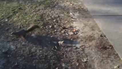 Ecureuils à Girard Park