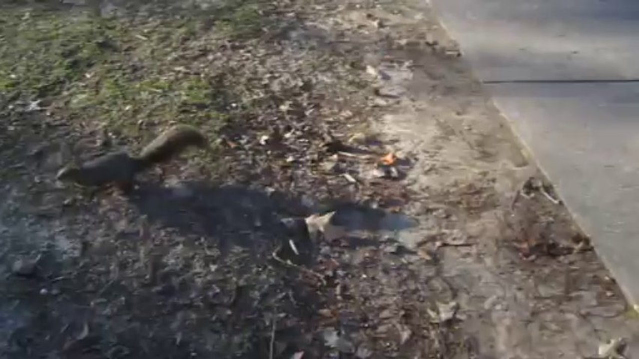 Ecureuils à Girard Park