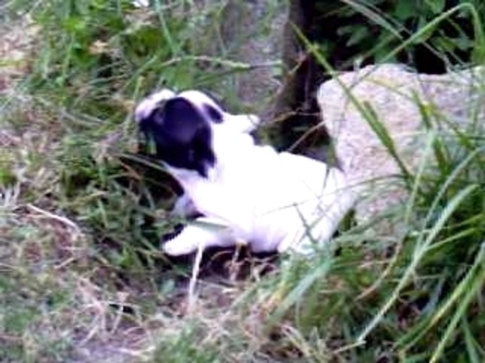 Boomerang dit Boomy 1 mois