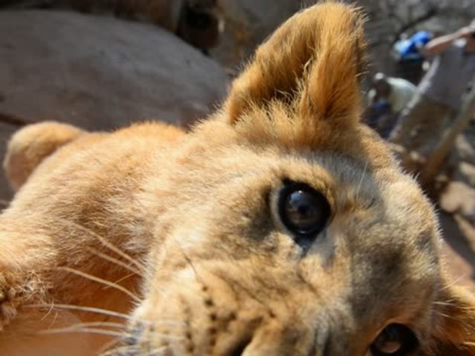 Lion Cub Plays Around With Camera!