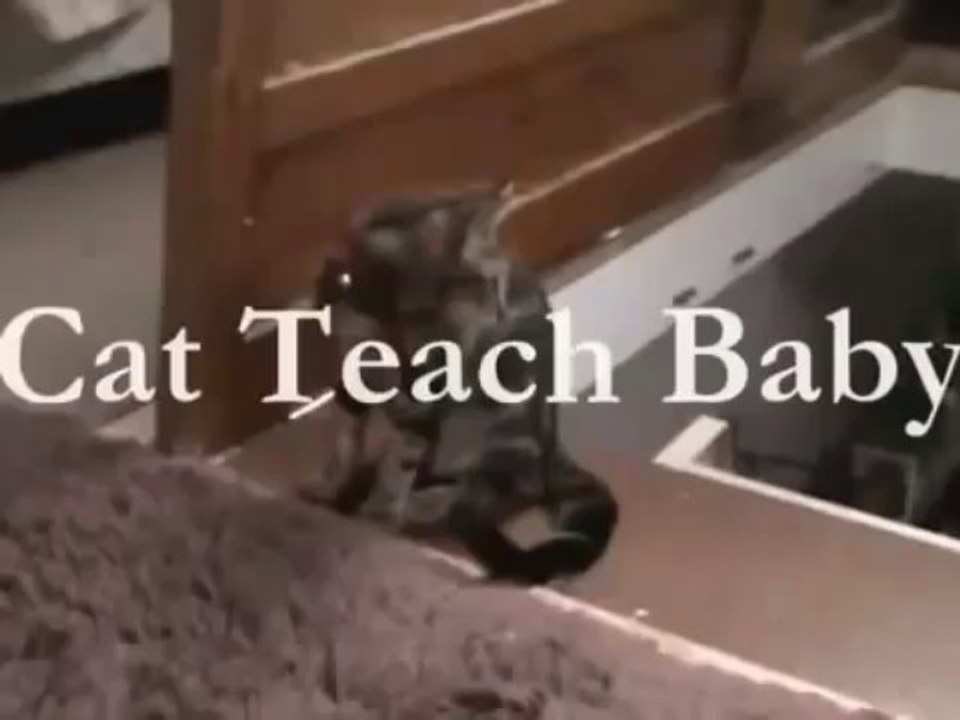 Une chien apprend à son petit à descendre les escalier et un chat le fait à sa manière. Hilarant!