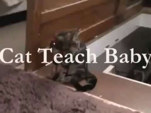 Une chien apprend à son petit à descendre les escalier et un chat le fait à sa manière. Hilarant!