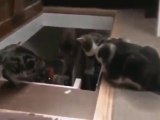 Dog Teaching Puppy How To Descend Stairs VS Cat Teaching Kitten
