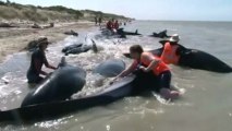 Stranded whales refloated in New Zealand