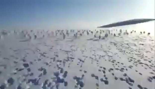 Poursuivre des centaines de lapins en motoneige! La folie!