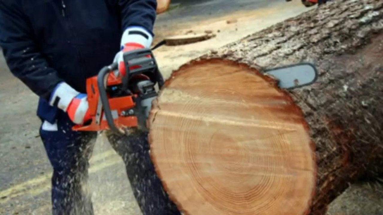 Eager Beaver Tree Service Glen Allen VA (804) 220-0440