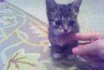 Bébé chat de 8 semaines : ADORABLE!