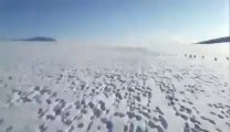 Snowmobile VS hundreds of rabbits... Epic Race!