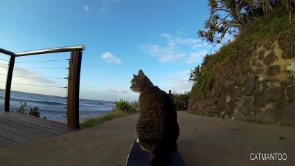 Un Chat fait du skateboard. Enorme!