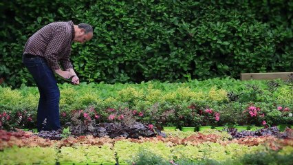 Globe Planter, c'est la promotion du végétal