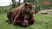 Man Wrestles With His Pet Grizzly Bears