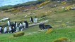 Bird Steals Egg Camera, Films Penguin Colony From The Sky