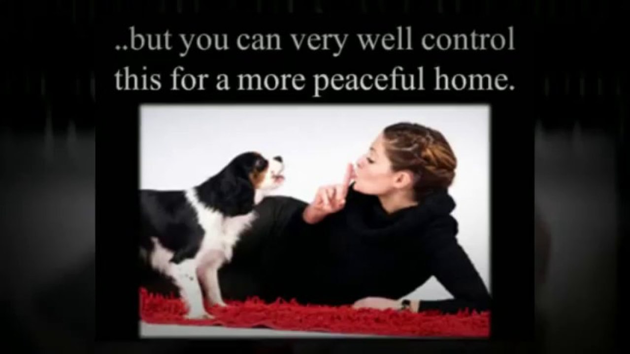 Dog Barking: Why They Do It and How to Stop It