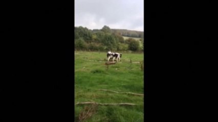 Travaux de dressage avec des boeufs dans la Sarthe