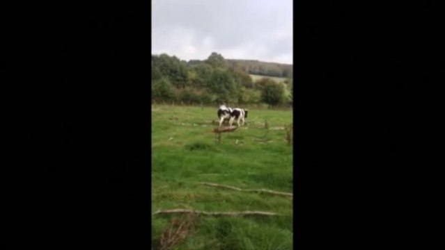 Travaux de dressage avec des boeufs dans la Sarthe