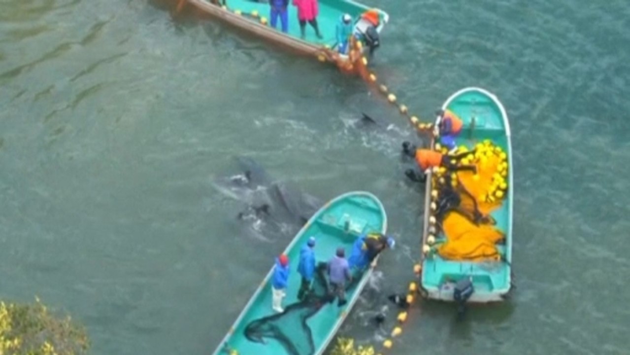 Dolphin hunt in Japan's Taiji cove