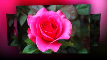 Bông Hồng Cài Áo - Hạ Vy (720)