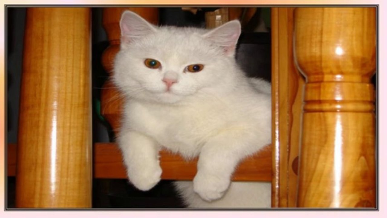 Symphonie en Blanc (PP720)