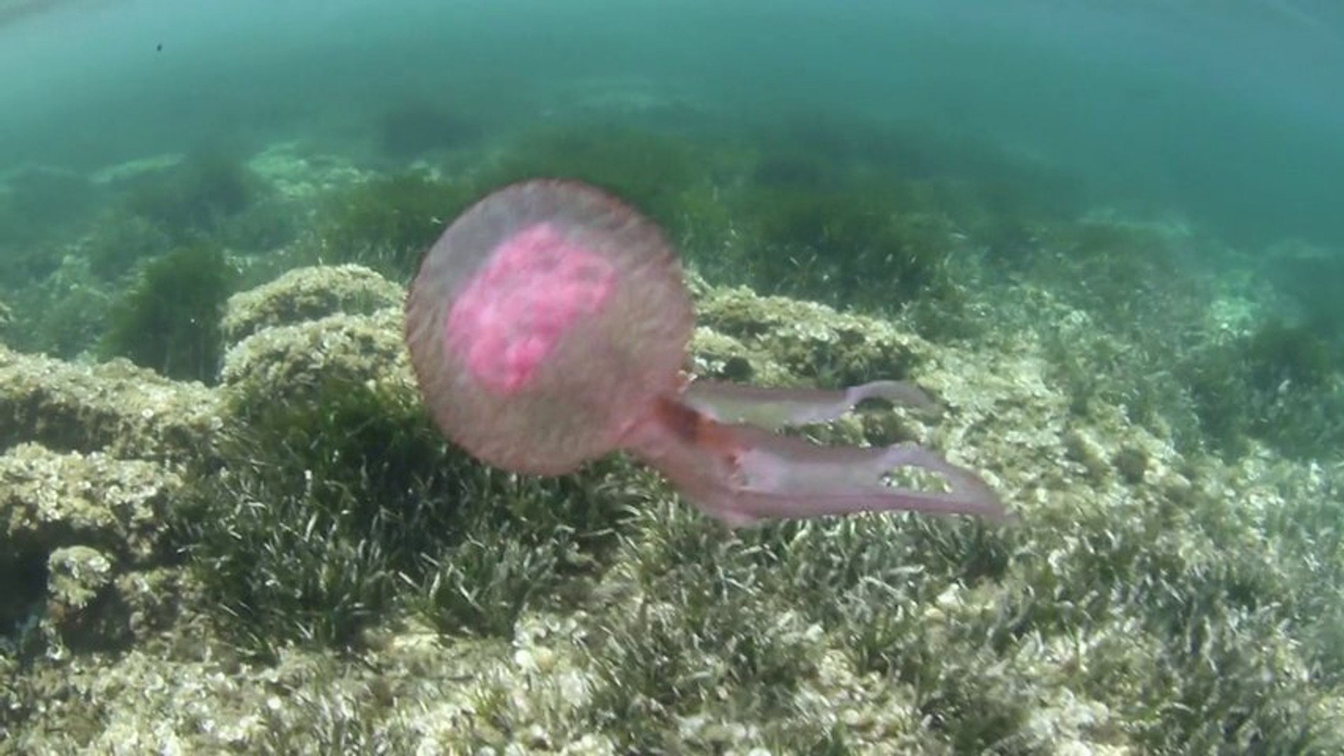 Freediving with jellyfishes - Apnée avec les méduses