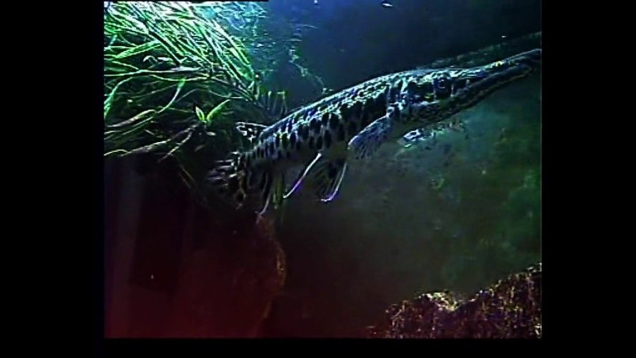 test nouvelle camera en aquarium