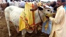 Talagang Bull Show Punjab Pakistan part 1