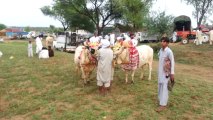 Talagang Bull Show Punjab Pakistan part 2