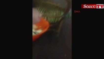 Aç kalan tilki tatil köyünde besleniyor