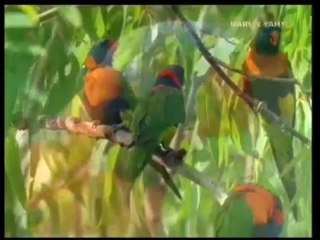 KONUŞAN KUŞLAR MUCİZESİ 2_4