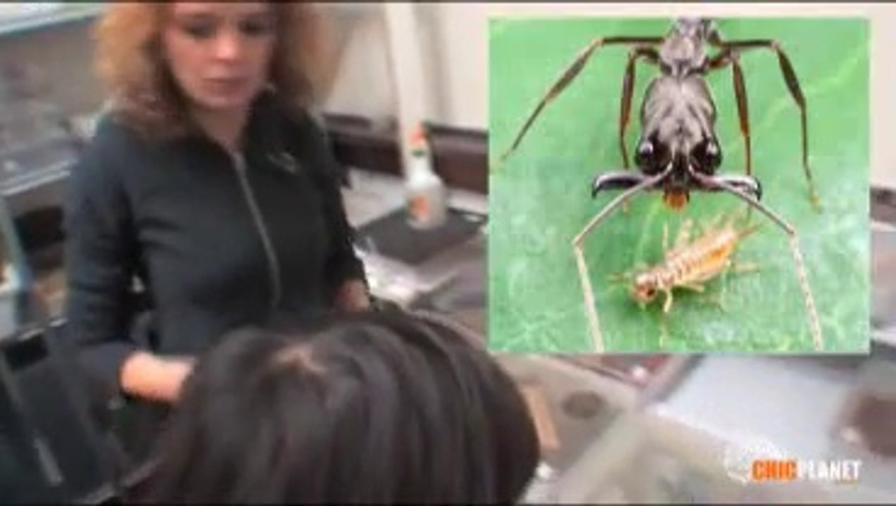 FOURMIS - 2eme Rencontre avec Audrey Dussutour **