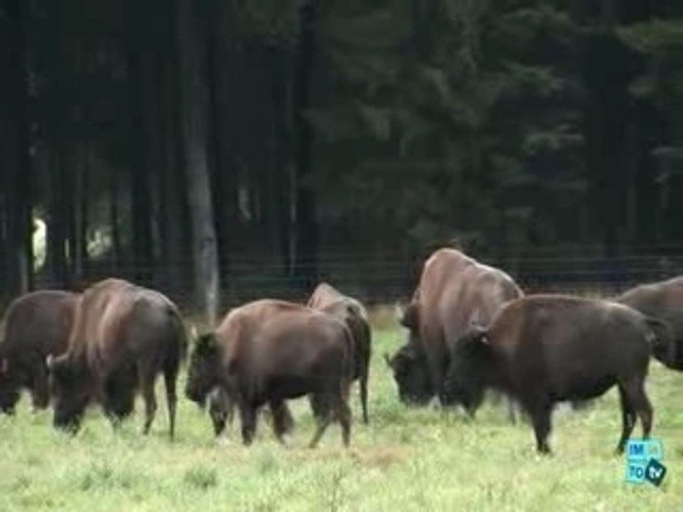 Bastogne la ferme des bisons