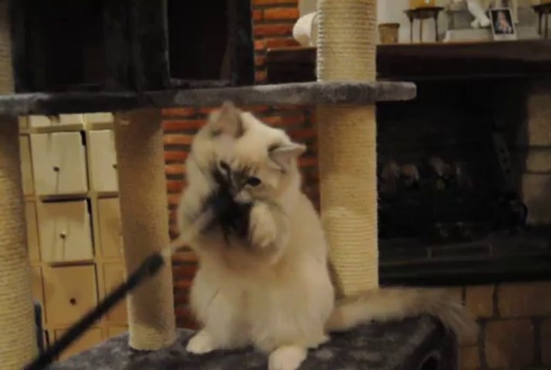 Arizona Bunch O 'Ragdolls