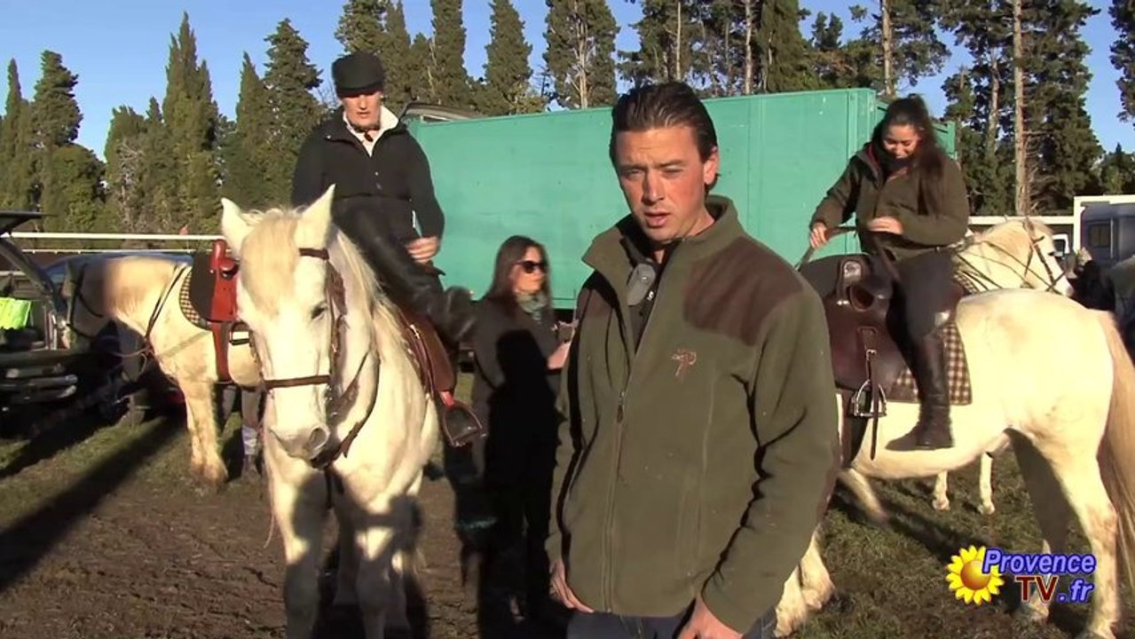 Spectacles Chevaux Camargue